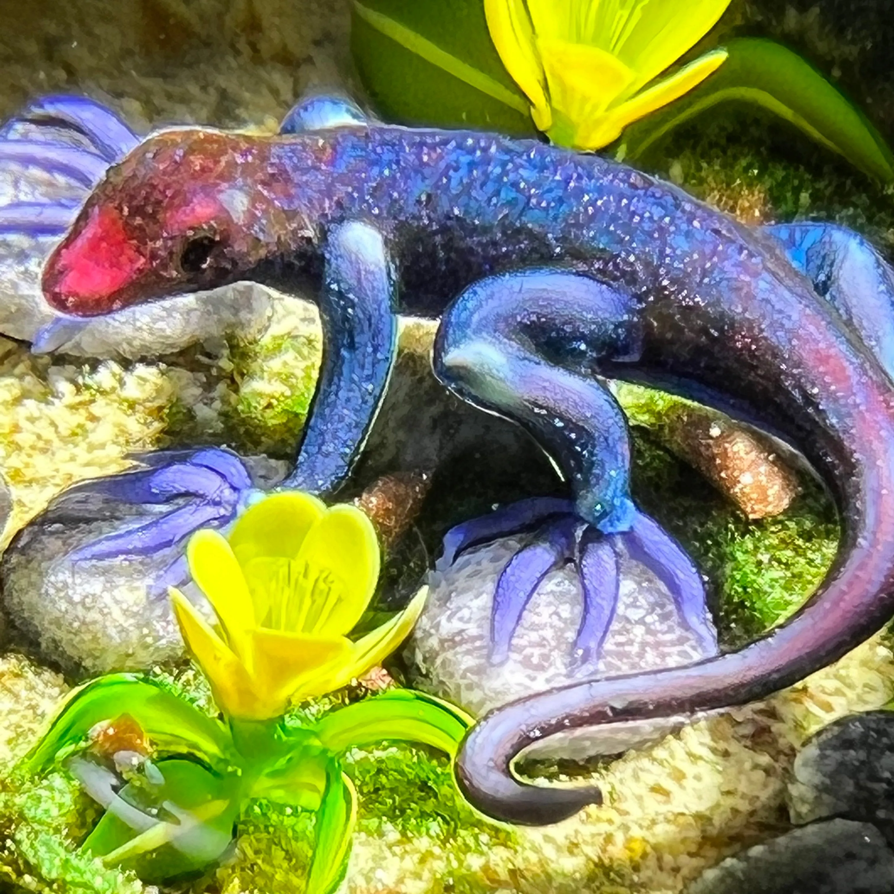 Ken Rosenfeld 2021 Flamework Glass Art Paperweight African Agama Lizard with Yellow Ground Flowers